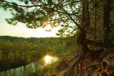 15 сентября – День работников леса